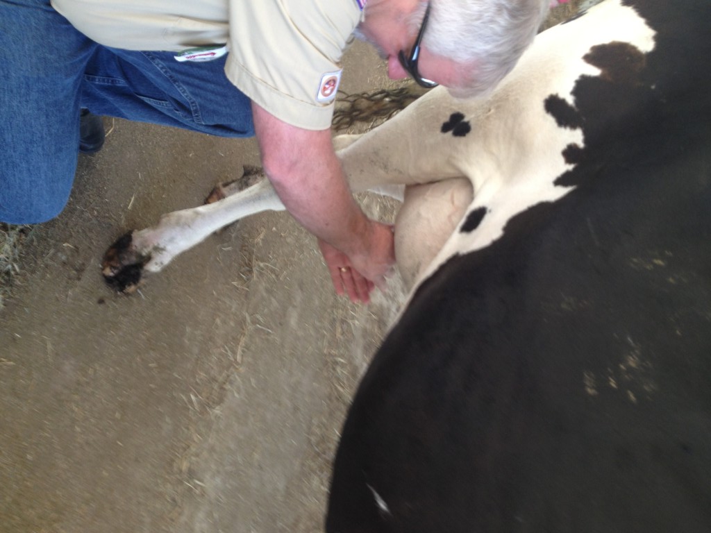 road trip with kids, farming, milking cows