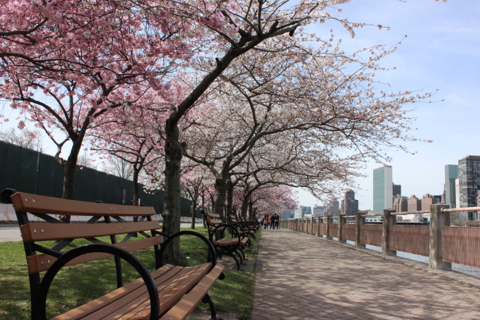 Cherry Blossoms, Roosevelt Island and Four Freedoms Park