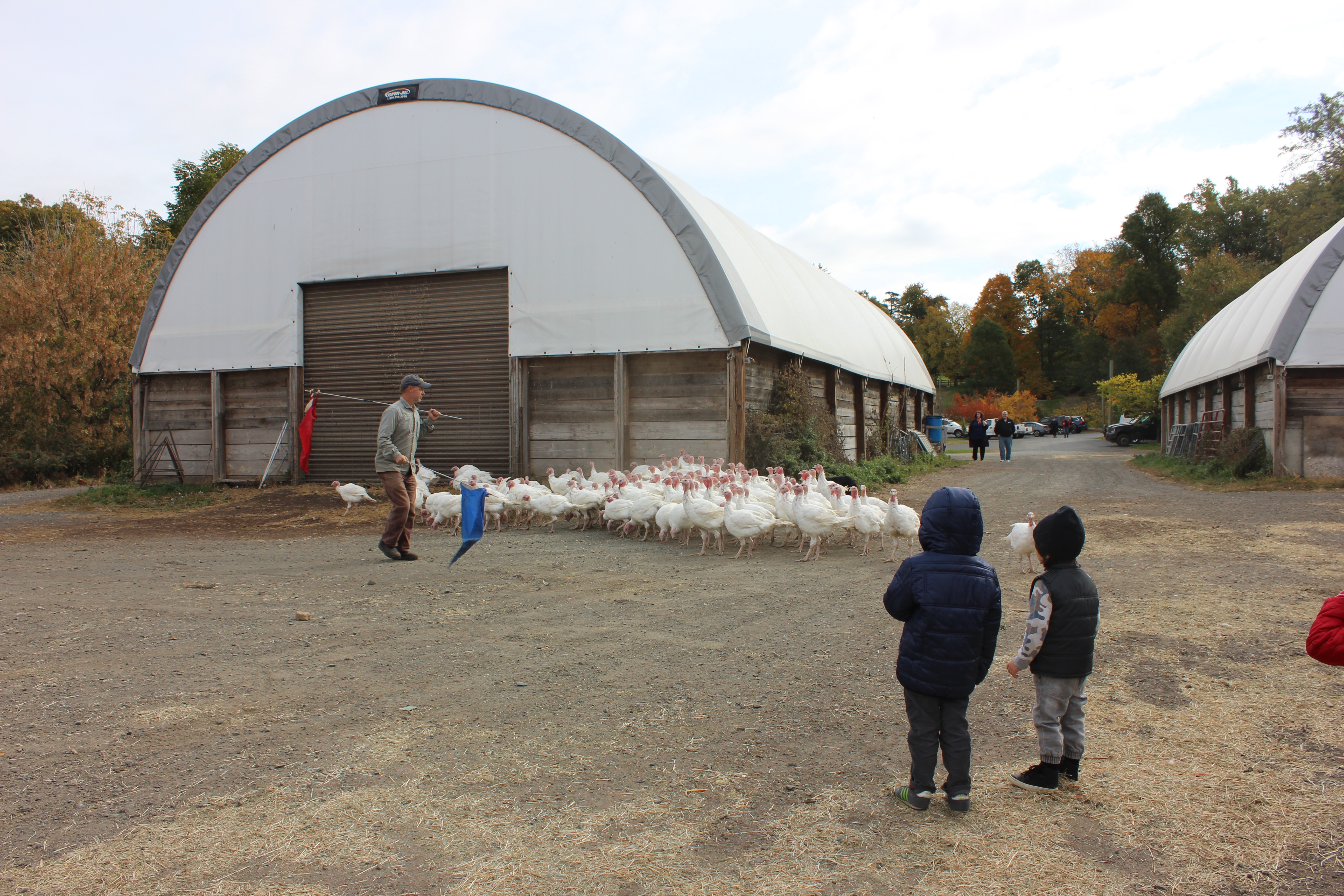 Stone Barns Center for Food and Agriculture - turkeys