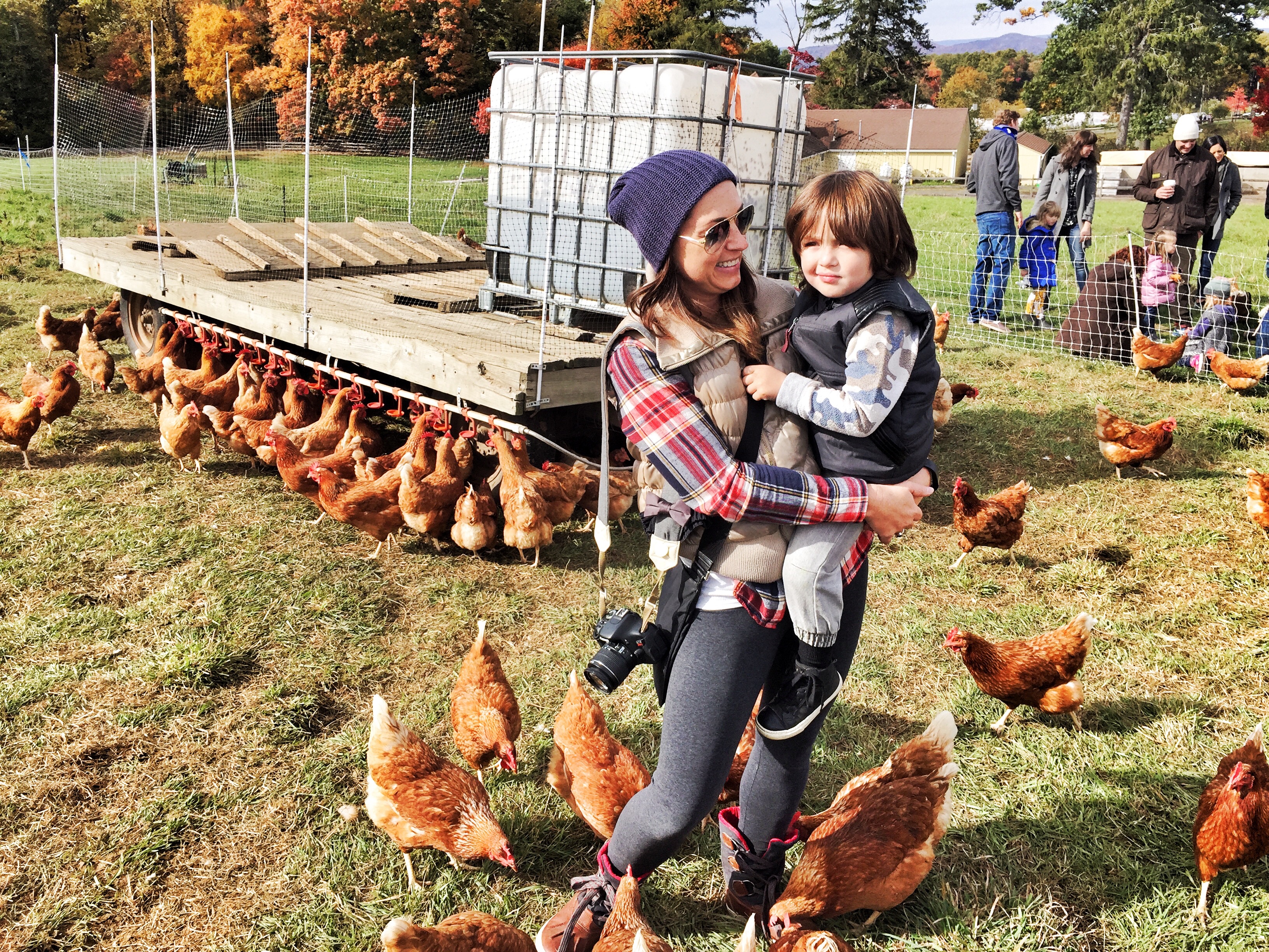 Stone Barns Center for Food and Agriculture - chickens