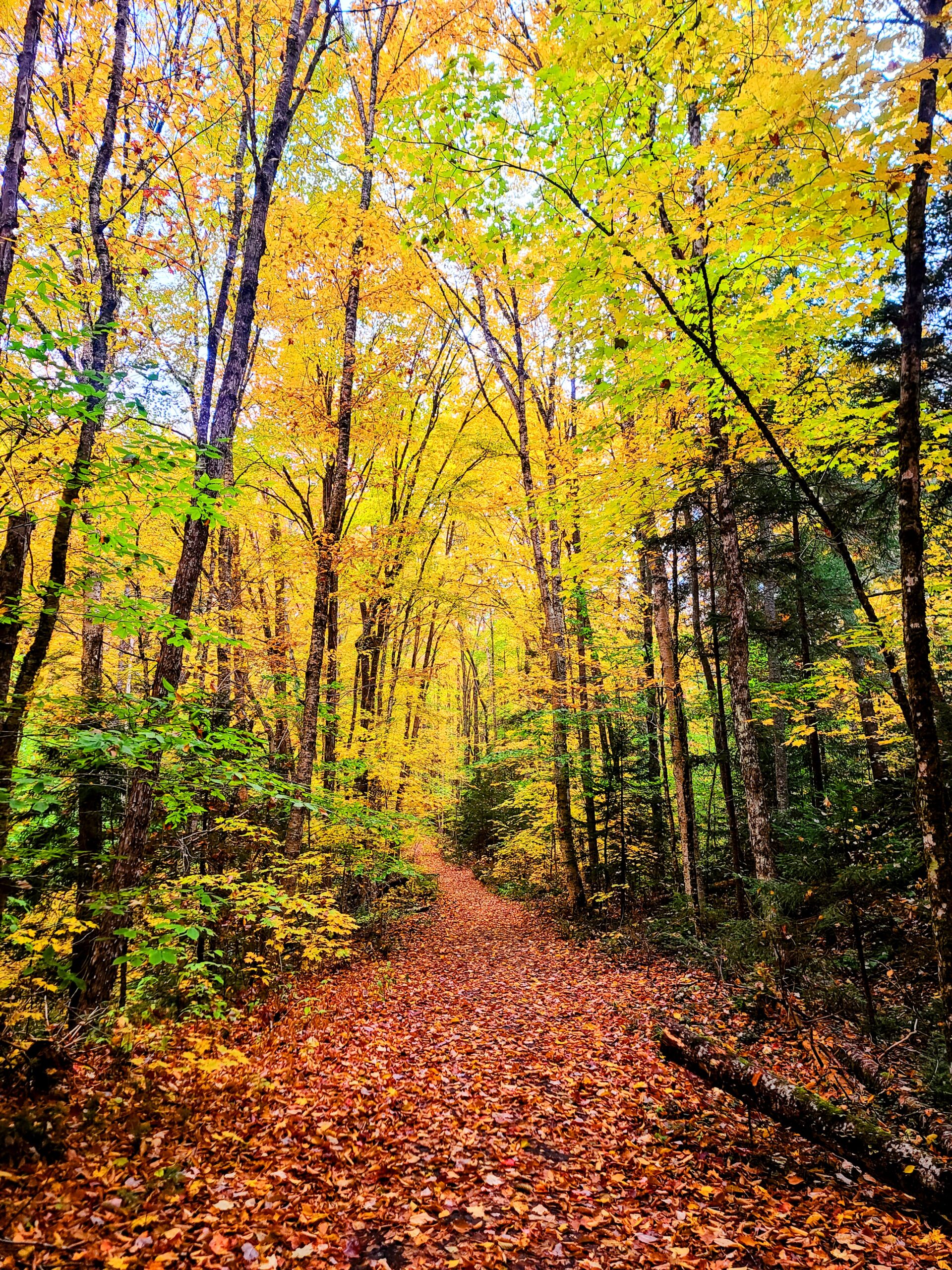 A forest trail in full fall color
