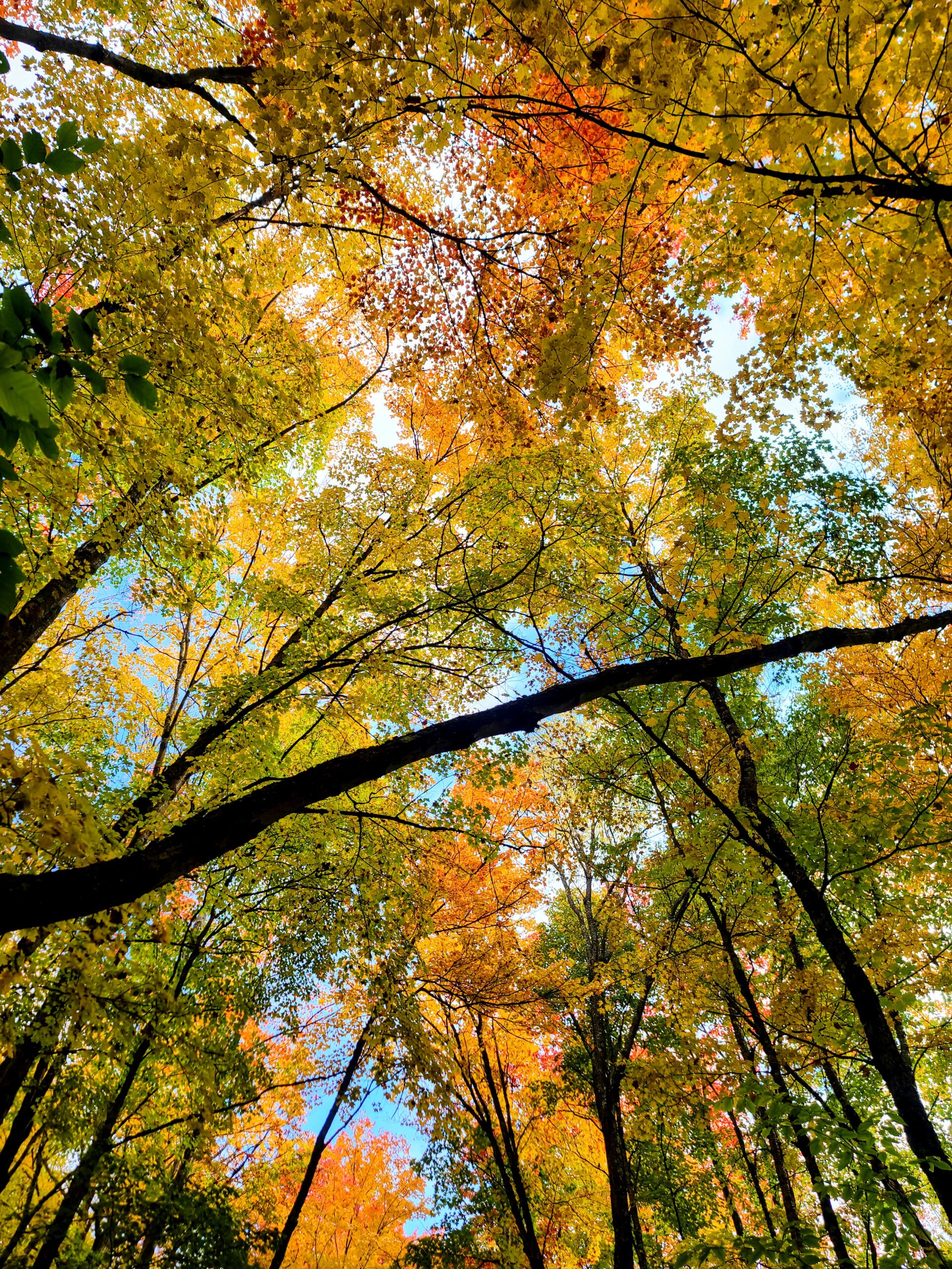 Fall treetops glowing orange and red in the Adirondacks
